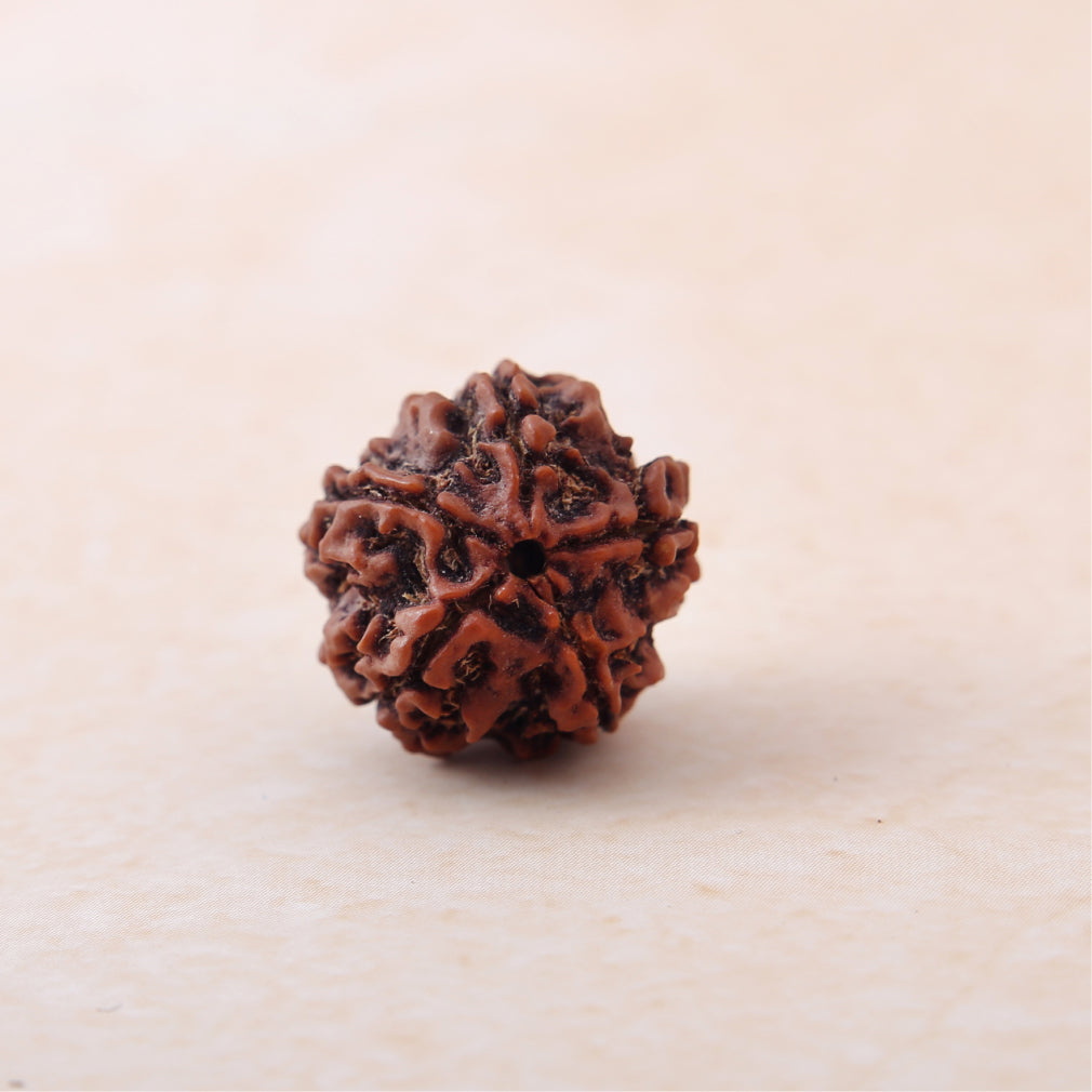 Siddh 5 Mukhi Rudraksha